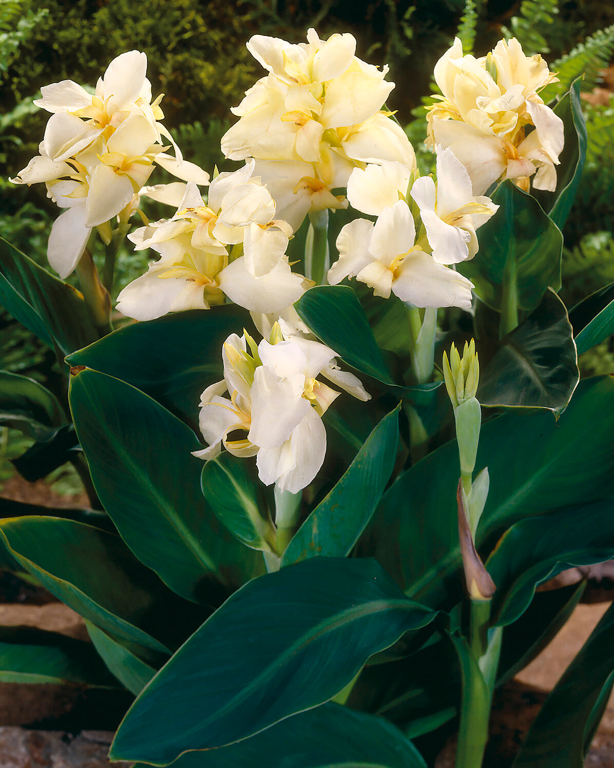 Canna 'Vanilla Cream'